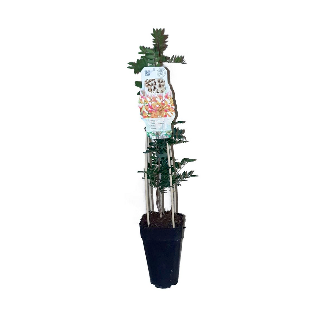 Mastic tree - Pistacia lentiscus