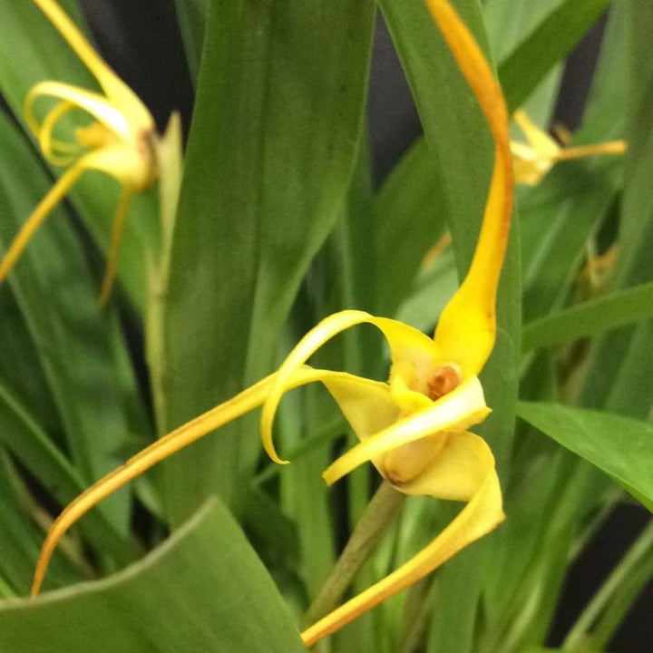 Maxillaria Bradei (Neuberg) - parfumata