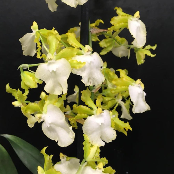 Comanda online Oncidium Pupukea parfumat, pret imbatabil