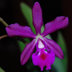 Orhidee Epicattleya -  Catyclia Plicaboa, de vanzare in magazin sau online.