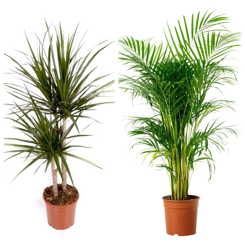 Plante de birou / apartament rezistente - Areca si Dracaena