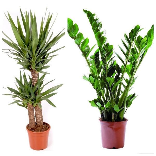 Plante de birou, apartament rezistente - Yucca si Zamioculcas, pret atractiv