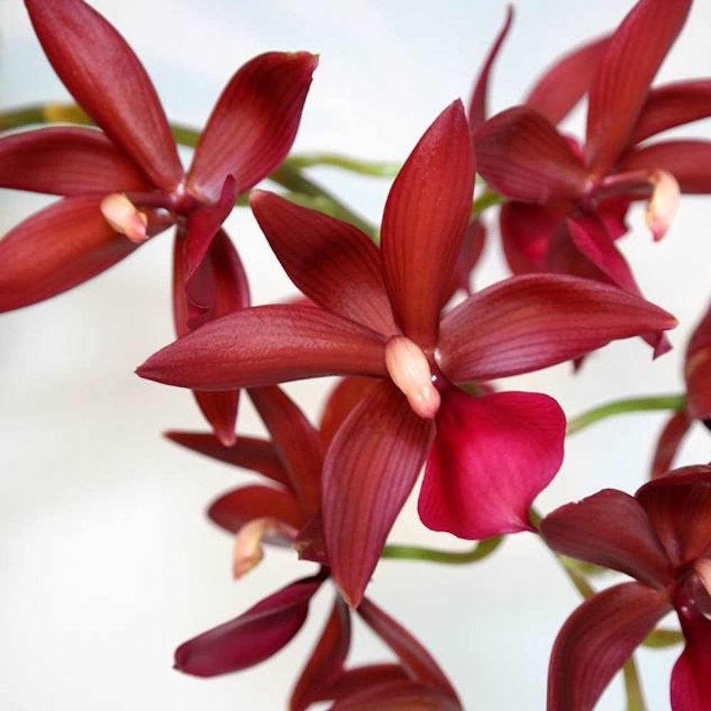 Cumpara online Catasetum Wine Delight, orhidee parfumata, pret atractiv