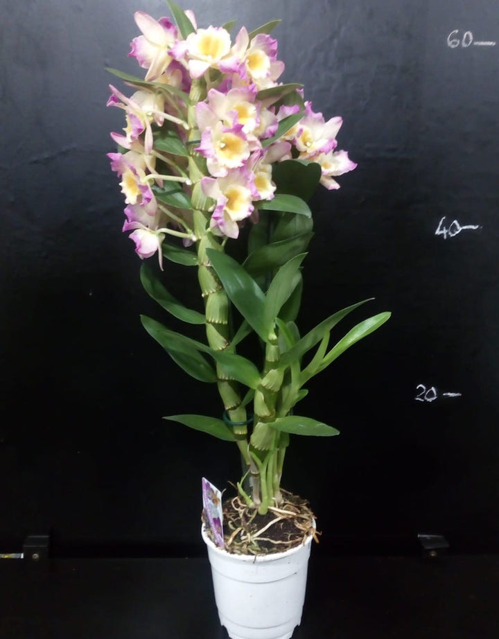 Orhidee Dendrobium nobile Fancy Moon Eve (Den. Upin King × Den. Oriental Smile)