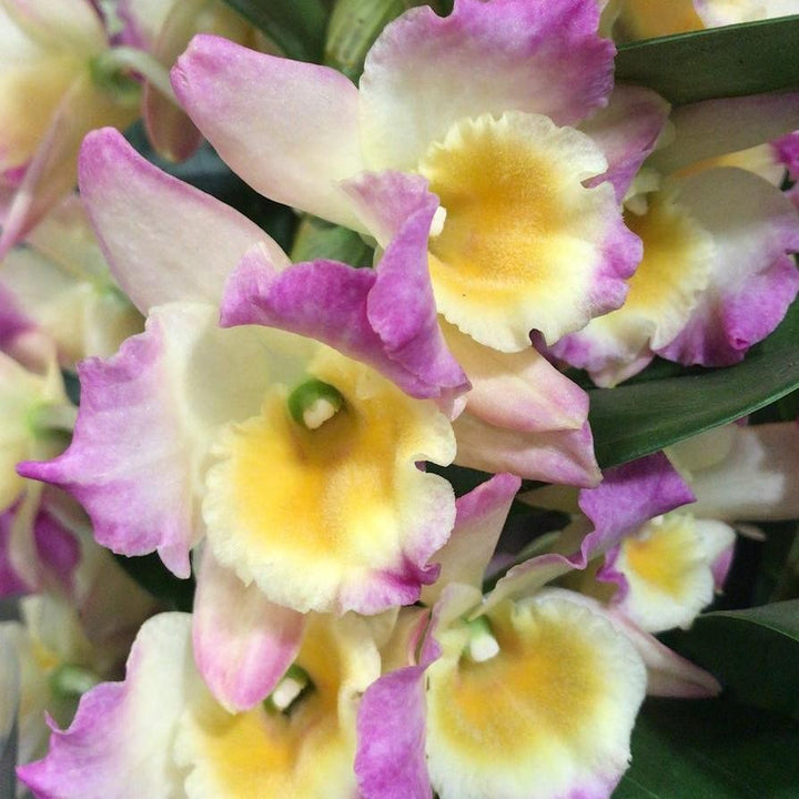 Orhidee Dendrobium nobile Fancy Moon Eve (Den. Upin King × Den. Oriental Smile)