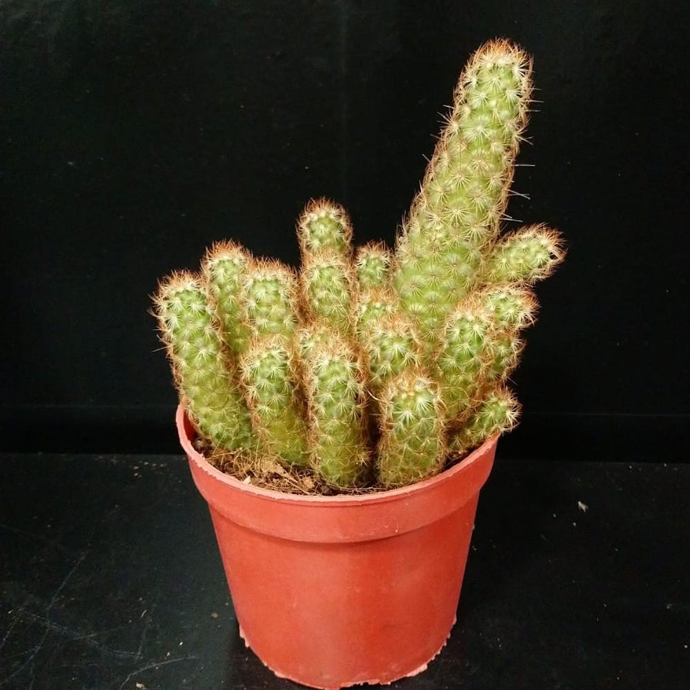 Specii cactusi apartament de vanzare, cele mai bune preturi online!