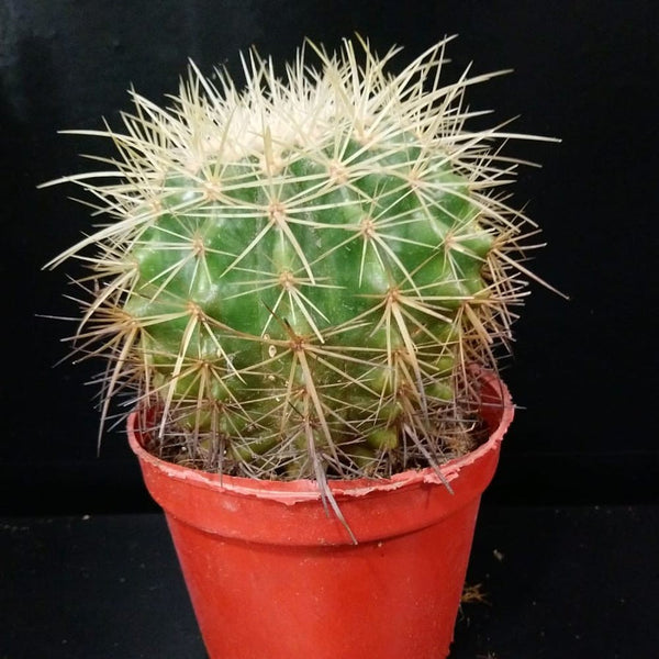 Echinocactus - Cactus de apartament, pret imbatabil, livrare rapida!