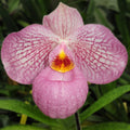 Paphiopedilum Appletonianum x Thailandese