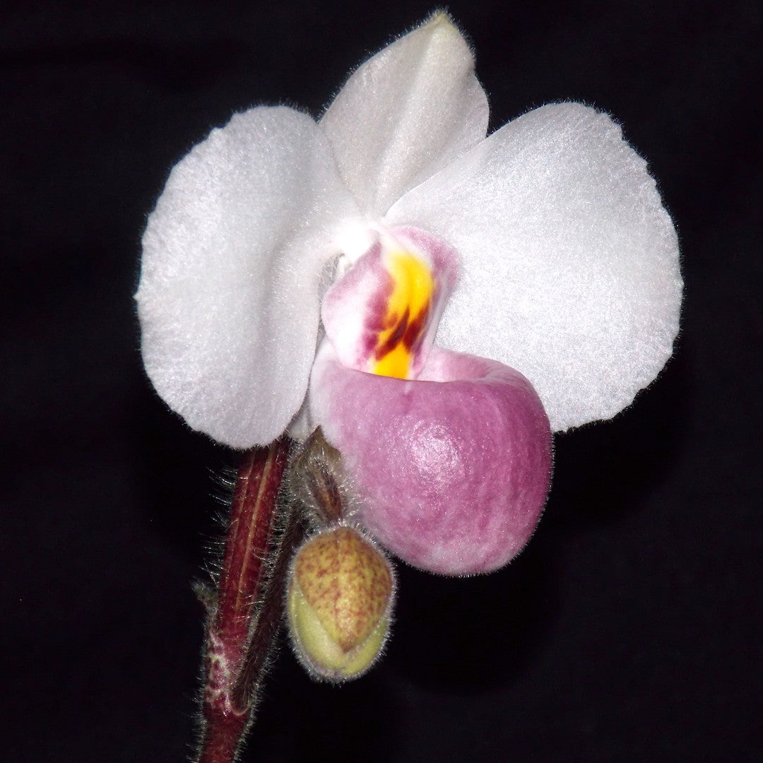 Orhidee Paphiopedilum Delenatii Vinicolor