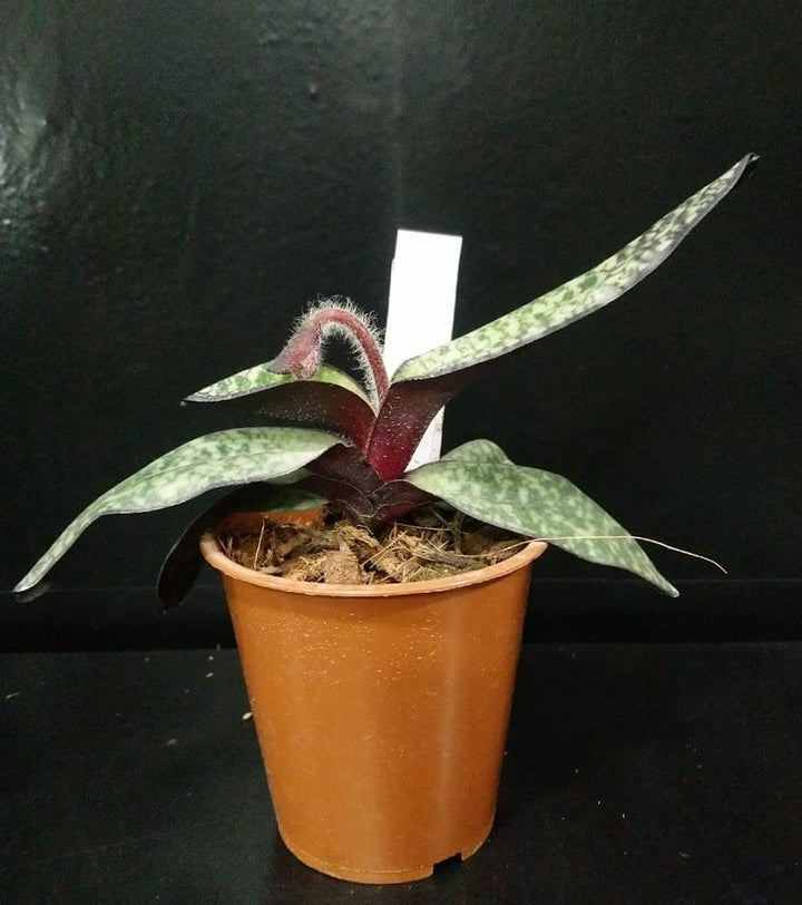 Orhidee Paphiopedilum Delenatii Vinicolor