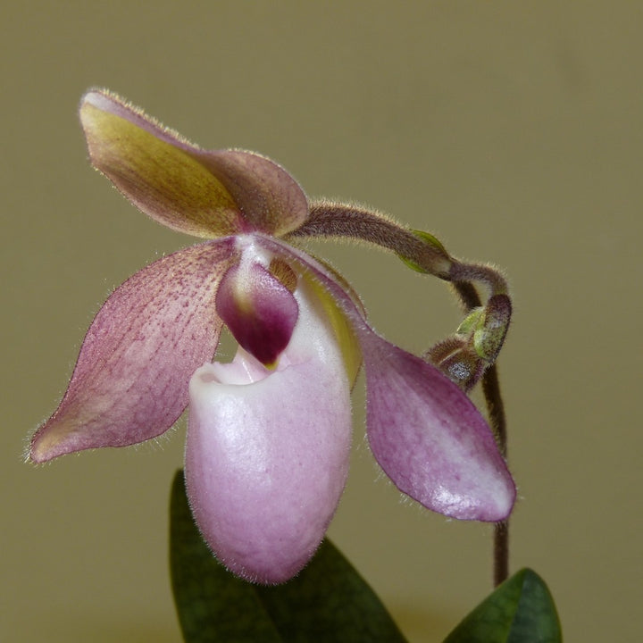 Orhidee Paphiopedilum Delophyllum