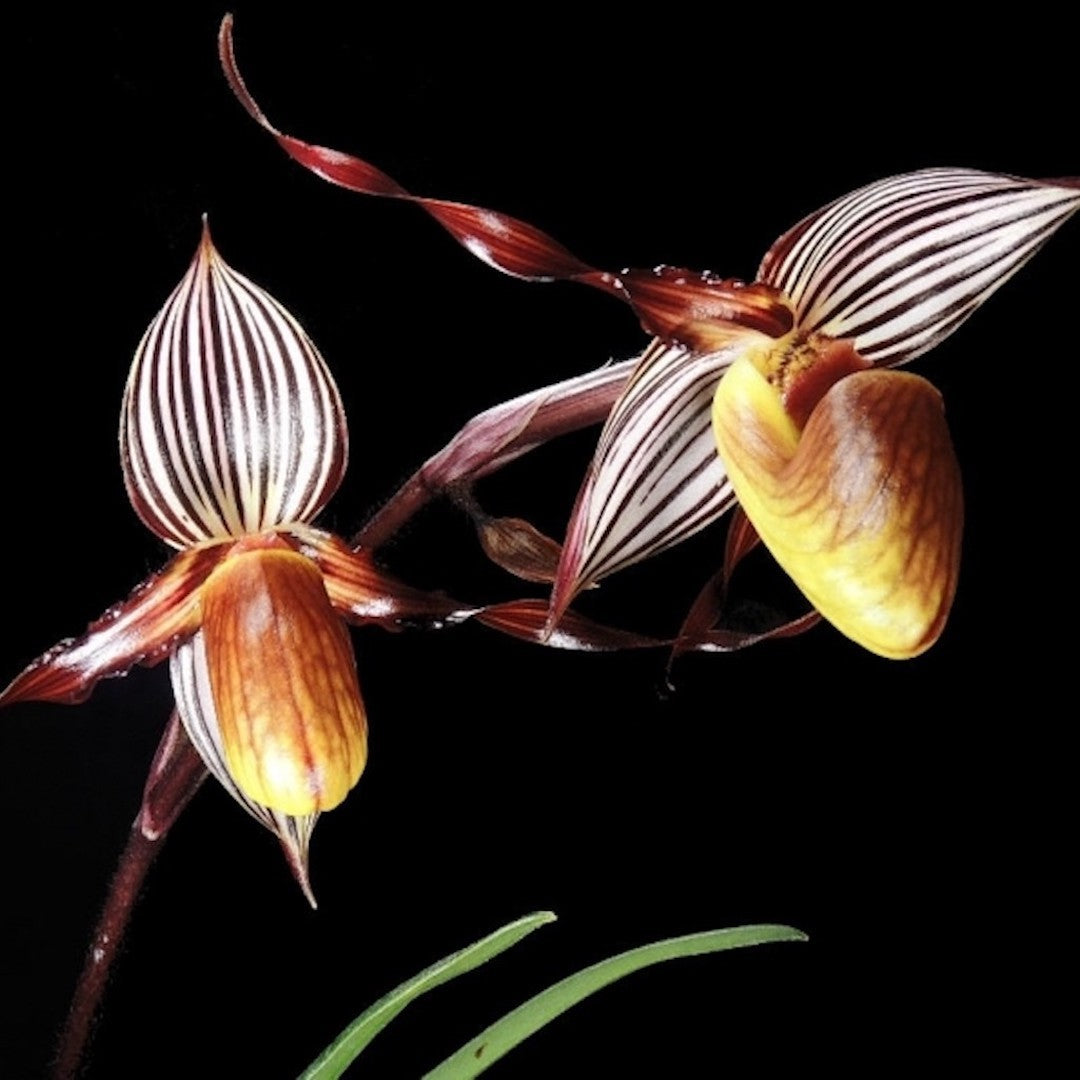 Orhidee Paphiopedilum Gardineri (Wilhelminae)
