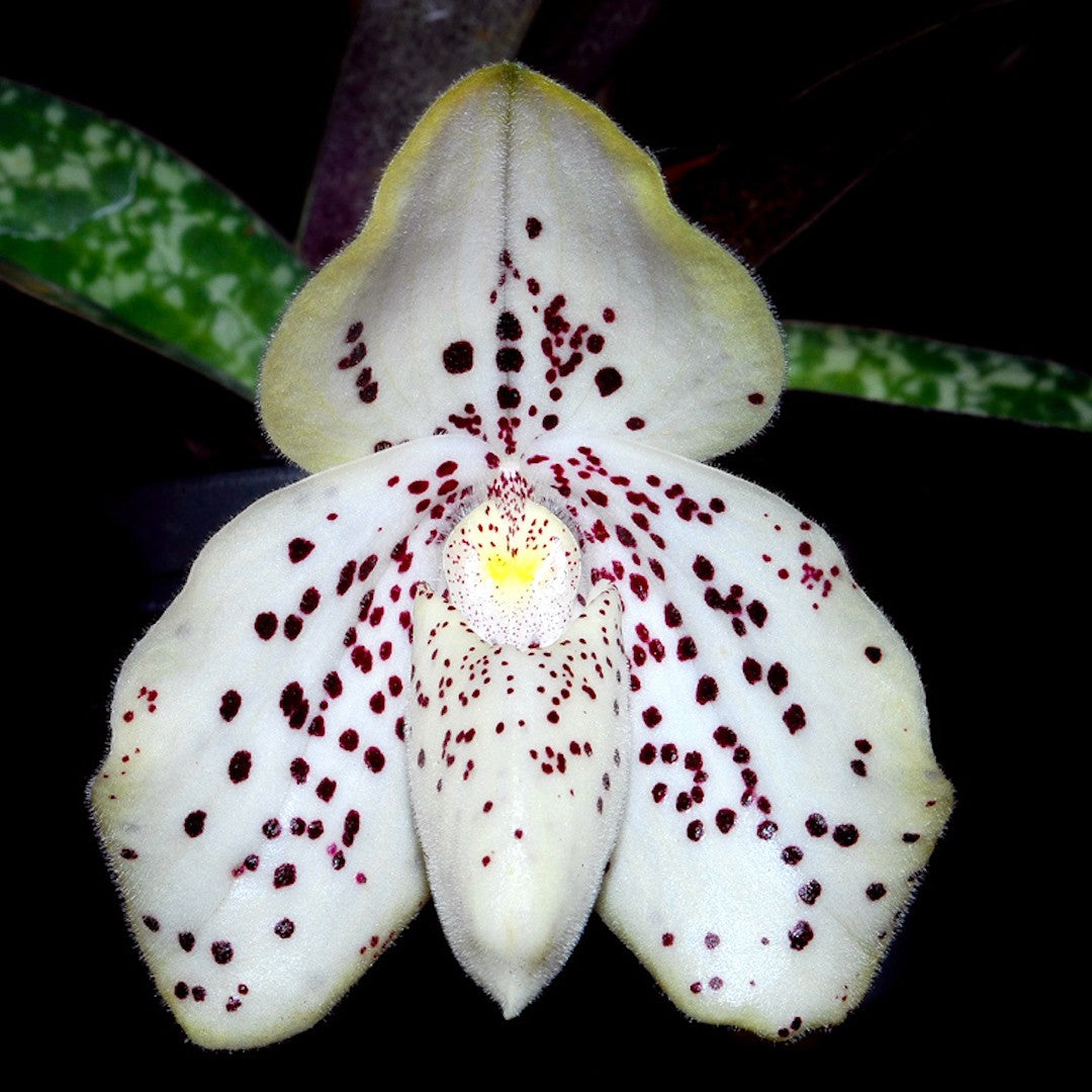 Orhidee Paphiopedilum wenshanense