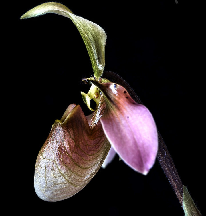 Orhidee Paphiopedilum wolterianum