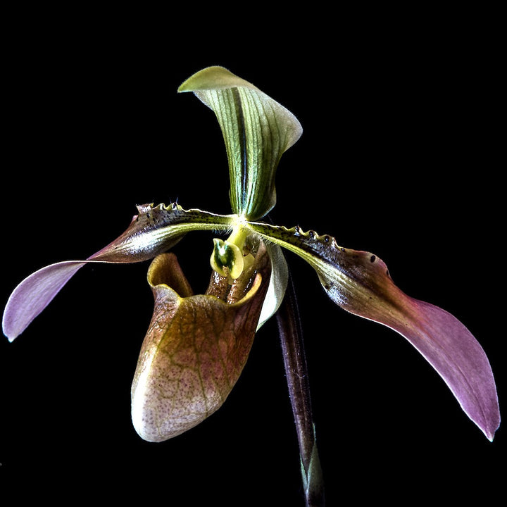 Orhidee Paphiopedilum wolterianum