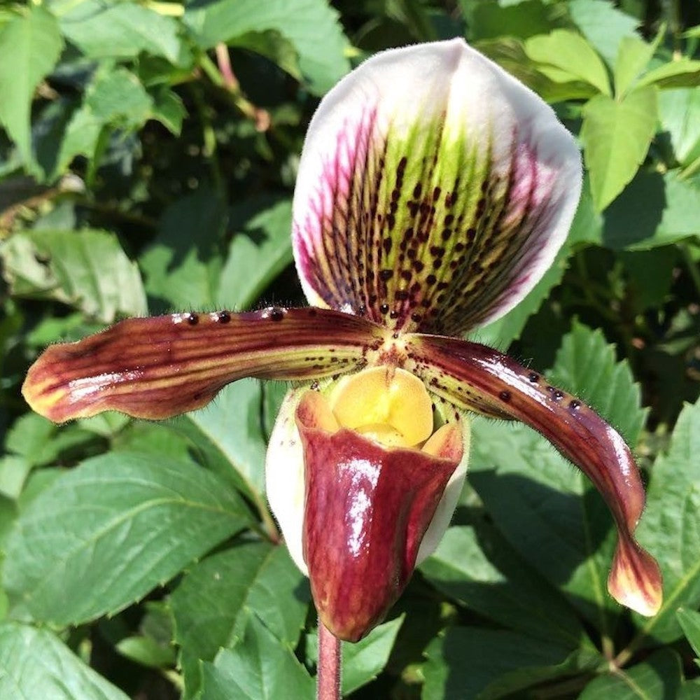 Orhidee Paphiopedilum Leanum, Papucul lui Venus, pret atractiv