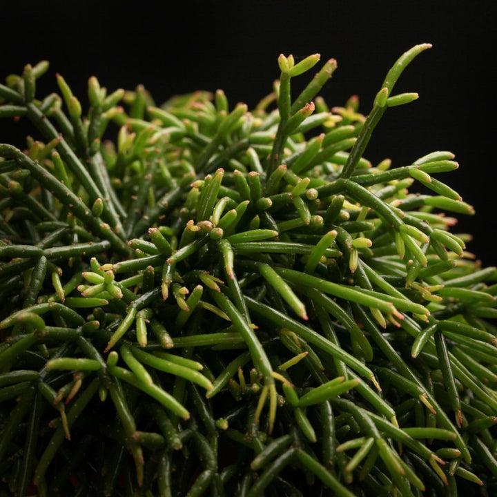 Rhipsalis Cassutha, cactus vasc, pret atractiv, livrare rapida.