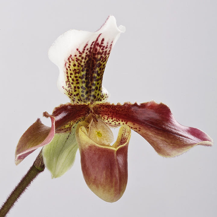 Comanda Orhidee Paphiopedilum San Remo, la pret special!