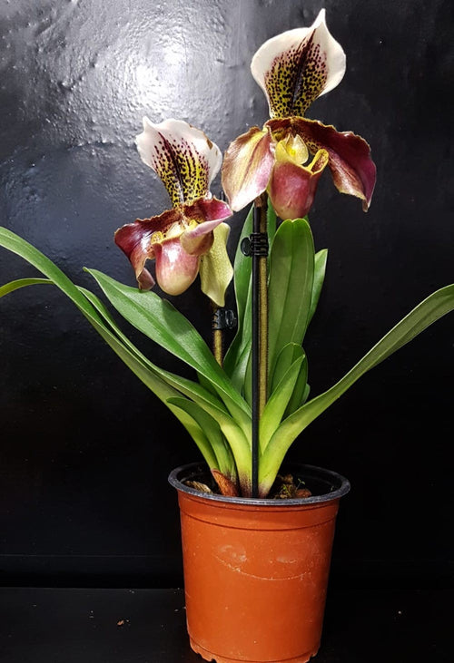 aglaonema sam remo Paphiopedilum San Remo Orchid – Secret Garden Plant Shop