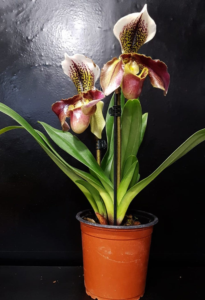 Comanda Orhidee Paphiopedilum San Remo, la pret special!