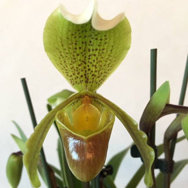 Comanda Orhidee Paphiopedilum Insigne, la pret special!