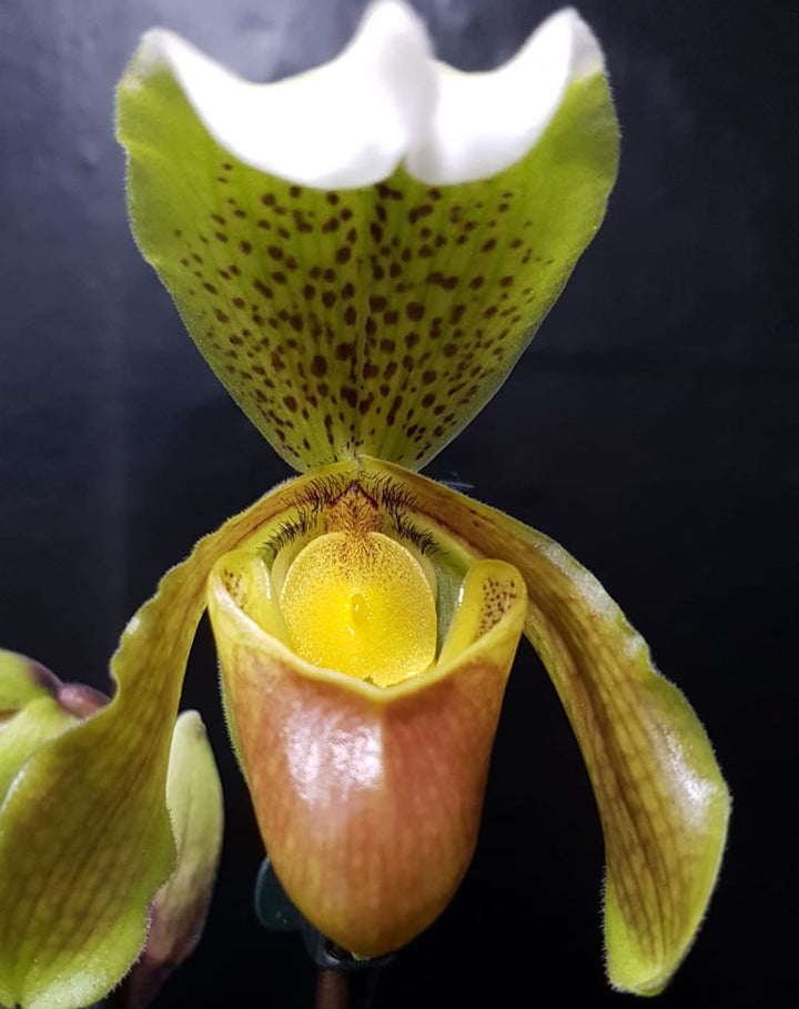 Comanda Orhidee Paphiopedilum Insigne, la pret special!