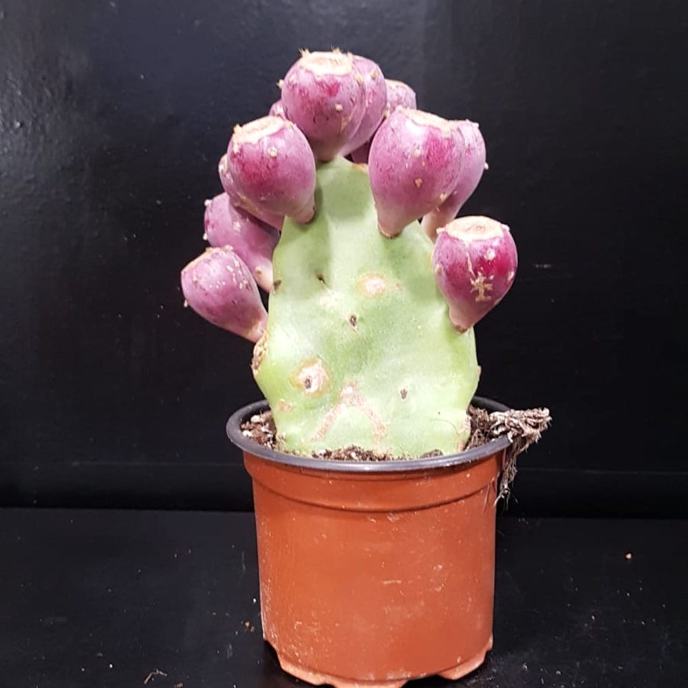 Opuntia vulgaris - Cactus cu fructe, de vanzare, pret imbatabil, livrare rapida!