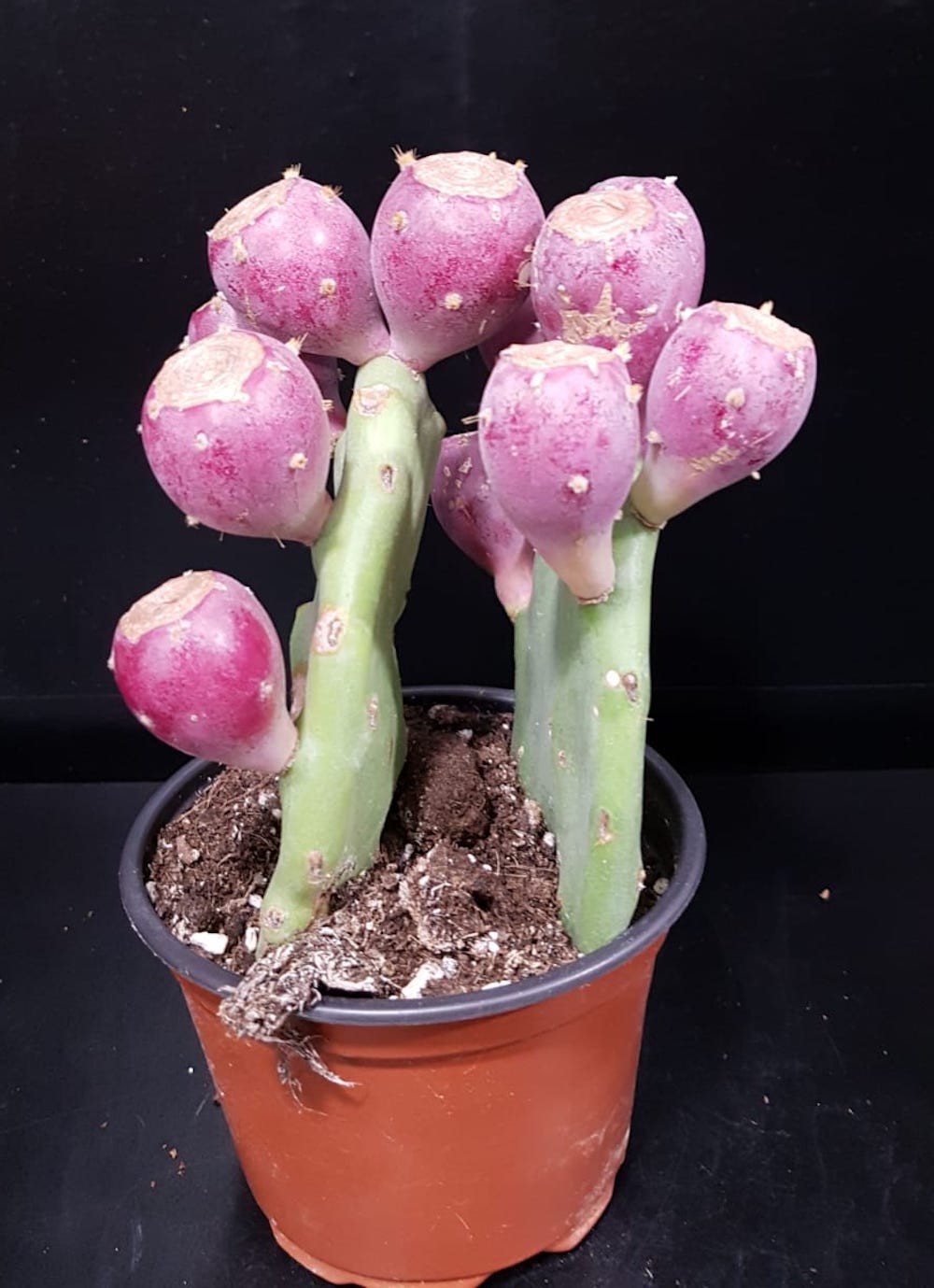 Opuntia vulgaris - Cactus cu fructe, de vanzare, pret imbatabil, livrare rapida!