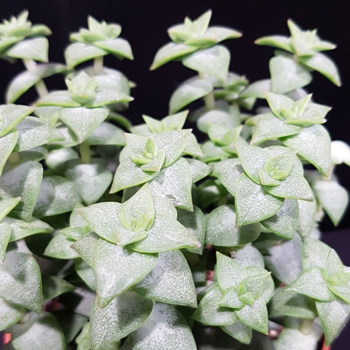 Crassula Perforata - Planta colier, de vanzare online, pret imbatabil!