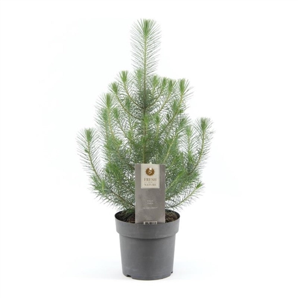 Pinus canariensis 'Silvercrest' - brad natural in ghiveci, pret special