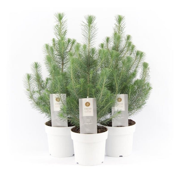 Pinus canariensis 'Silvercrest' - brad natural in ghiveci, pret special