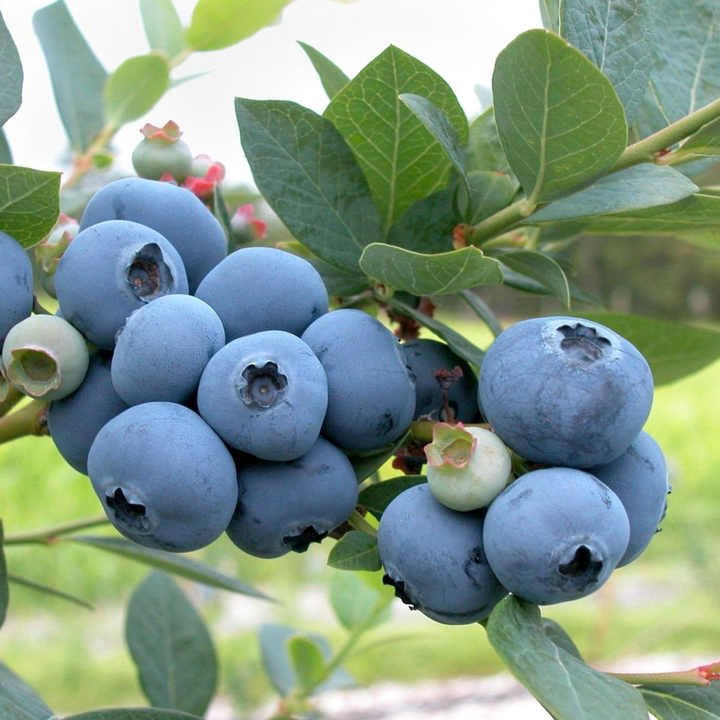 Vaccinium corymbosum 'Bluecrop'