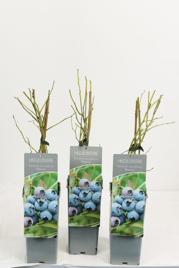 Vaccinium corymbosum 'Bluecrop'