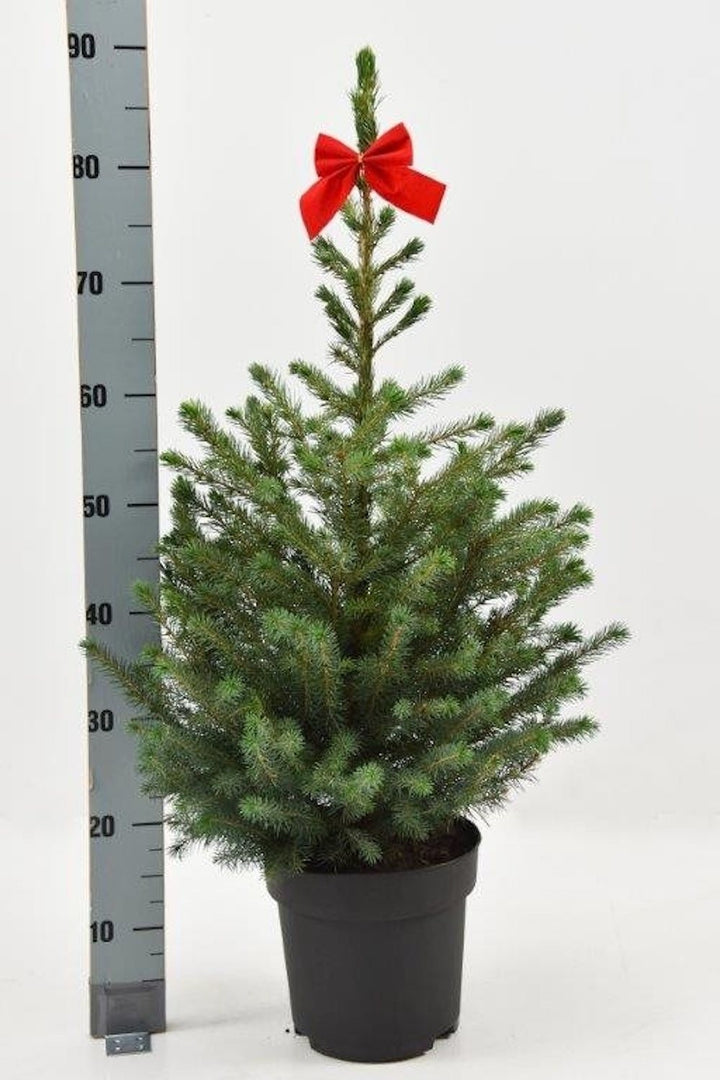 Molid sarbesc in ghiveci - Picea Omorika