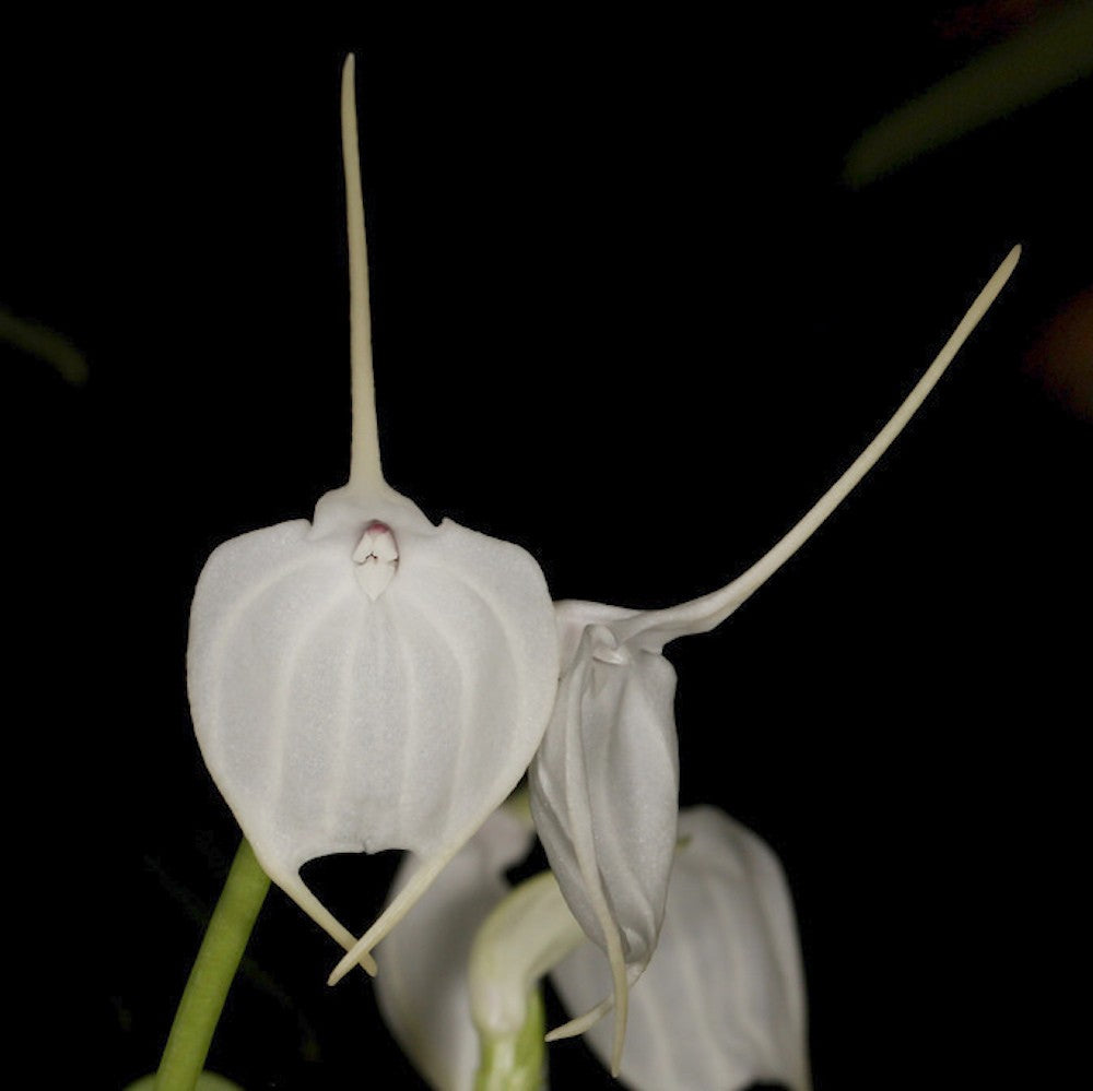 Orhidee Masdevallia tovarensis, flori albe, spectaculoase