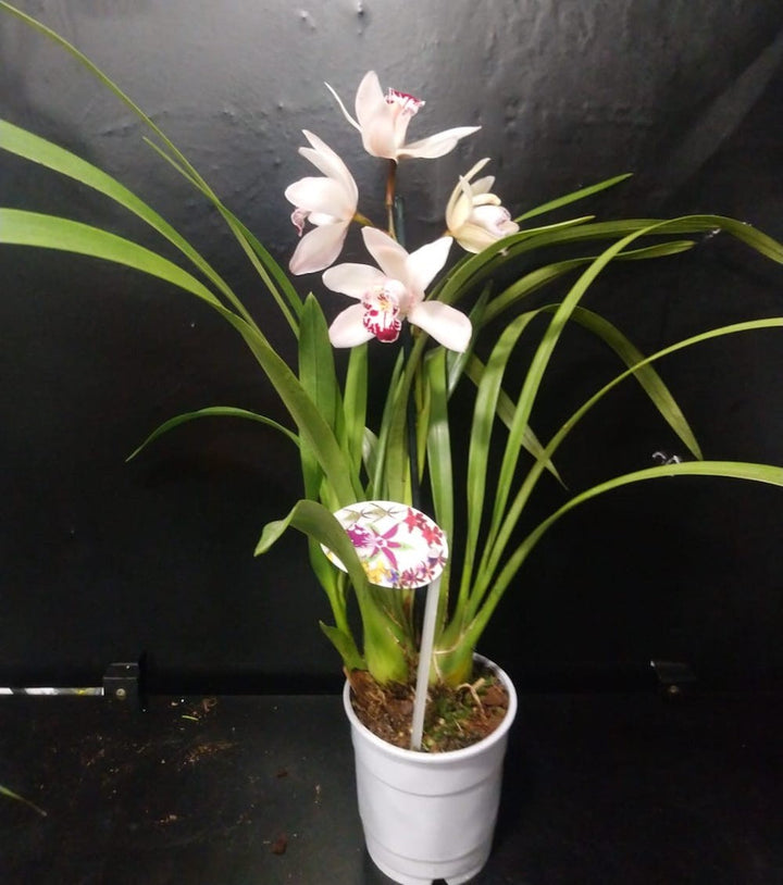 Orhidee Cymbidium alb crem Pink Peach Claret  la cel mai bun pret online!