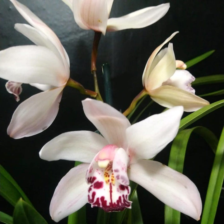 Orhidee Cymbidium alb crem Pink Peach Claret  la cel mai bun pret online!