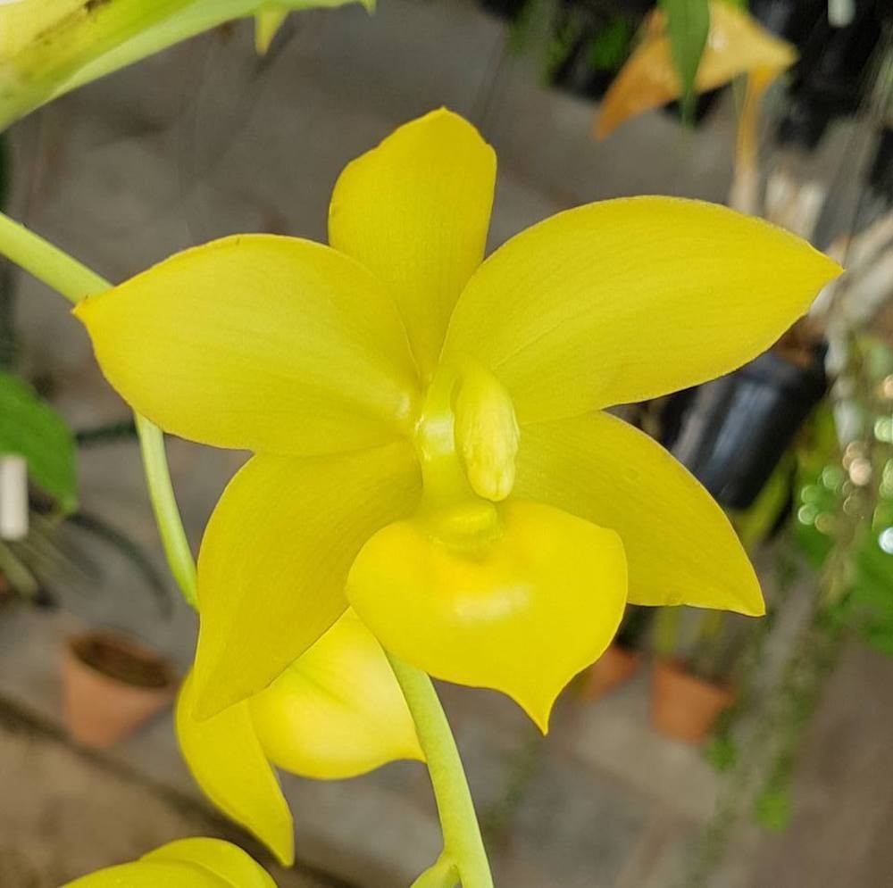 Cumpara Orhidee Cycnodes Jumbo, foarte parfumata