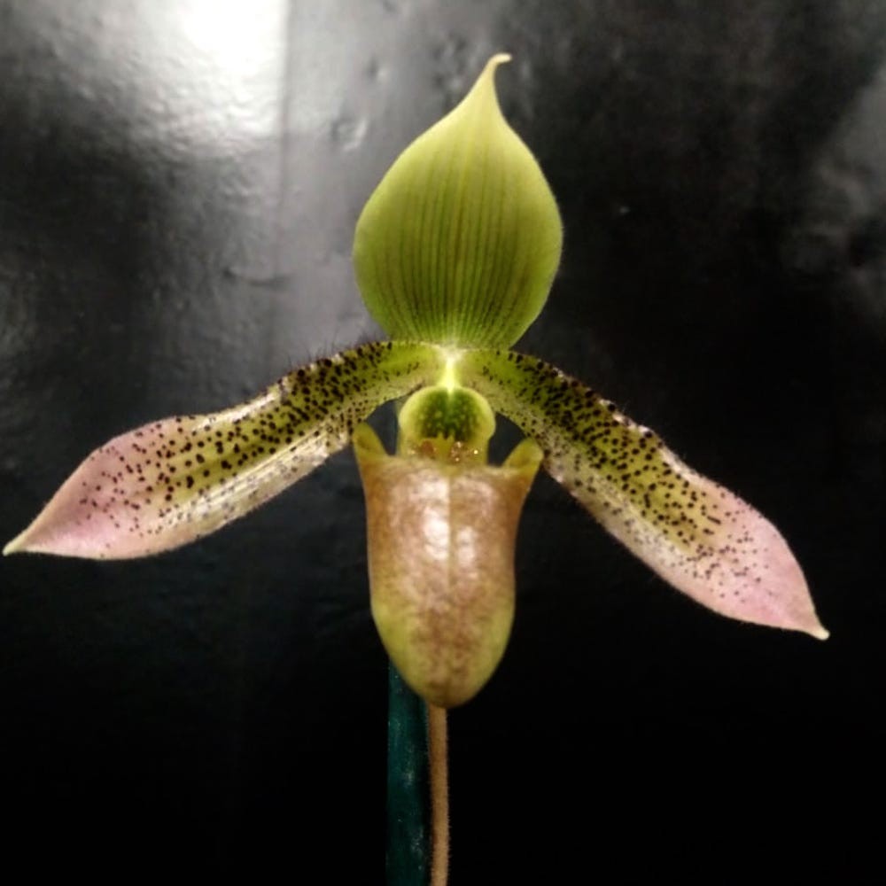 Comanda Orhidee Paphiopedilum debbie robinson online la un pret special!
