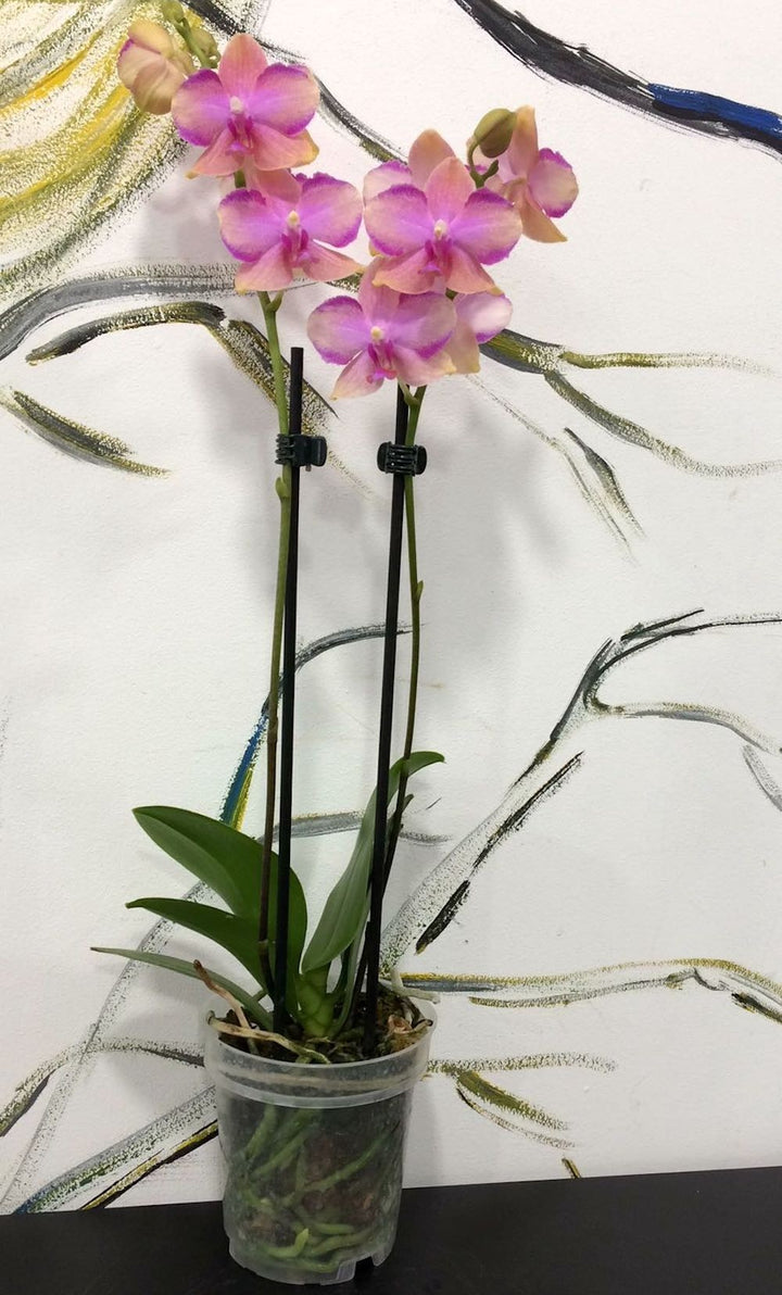 Orhidee Phalaenopsis Taisuco Jasper - culori speciale la pret atractiv!