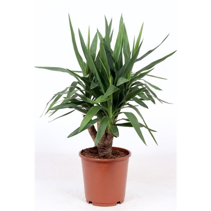 Yucca planta de vanzare la cel mai bun pret, cu livrare rapida!