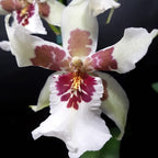 Comanda online Orhidee Beallara Tahoma Glacier la pret imbatabil!