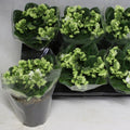 Violete batute verzi - Saintpaulia Flury, de vanzare, pret online imbatabil!