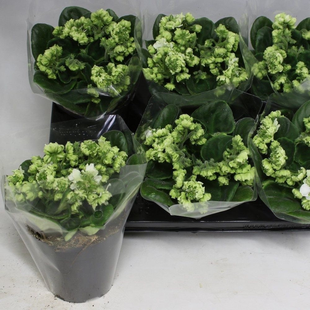 Violete batute verzi - Saintpaulia Flury, de vanzare, pret online imbatabil!