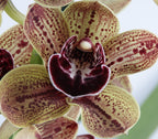 Cymbidium Los Angeles - flori mari