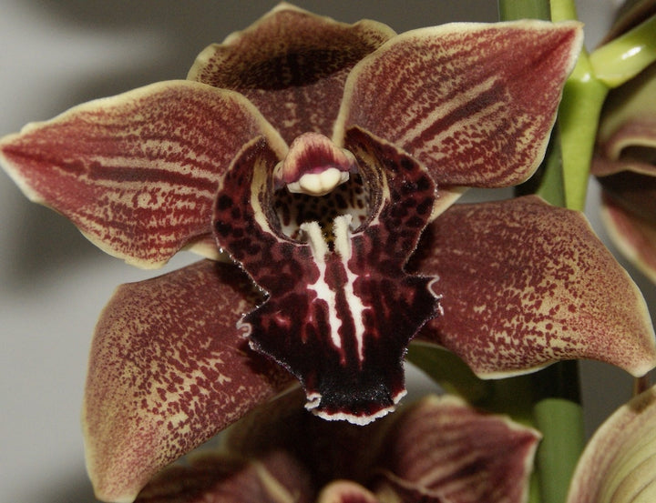 Orhidee imperiala la ghiveci, Orhidee Cymbidium Vienna Flor, pret atractiv