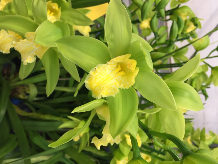 Orhidee imperiala la ghiveci, Orhidee Cymbidium verde Concolor, pret atractiv