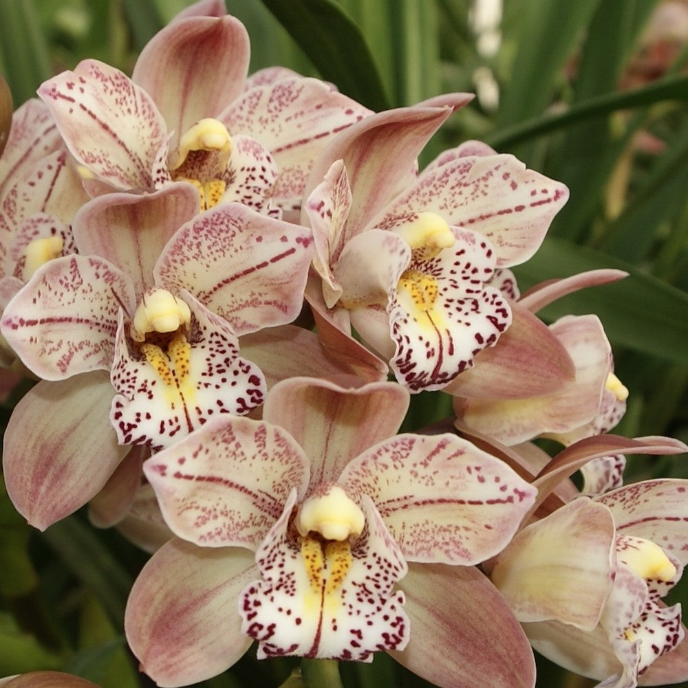 Orhidee Cymbidium bicolora Italy Spot, disponibila online, pret special