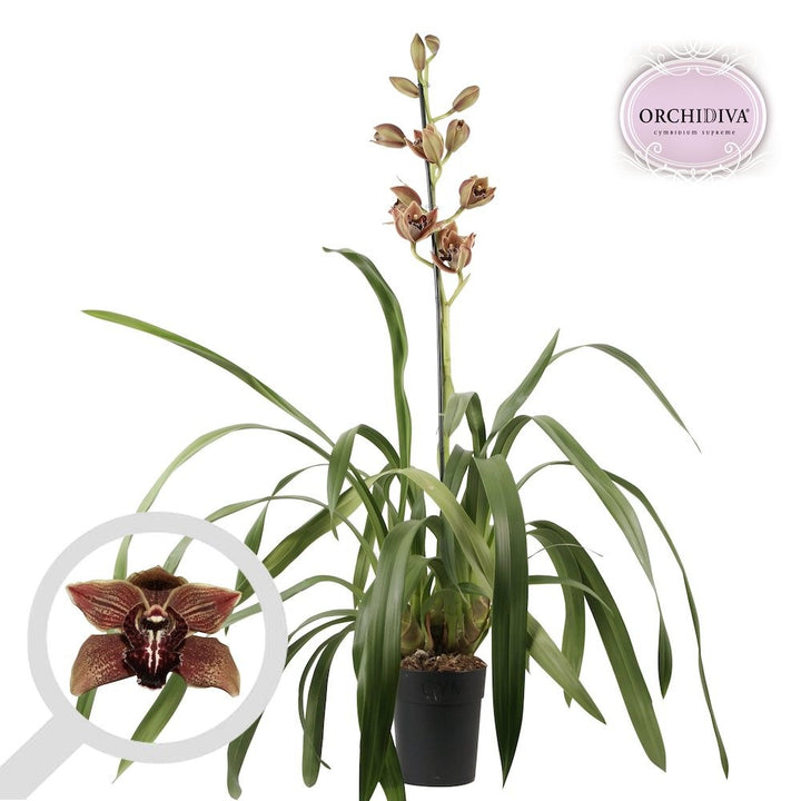 Orhidee imperiala la ghiveci, Orhidee Cymbidium Vienna Flor, pret atractiv