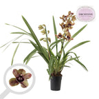 Cymbidium Los Angeles - flori mari